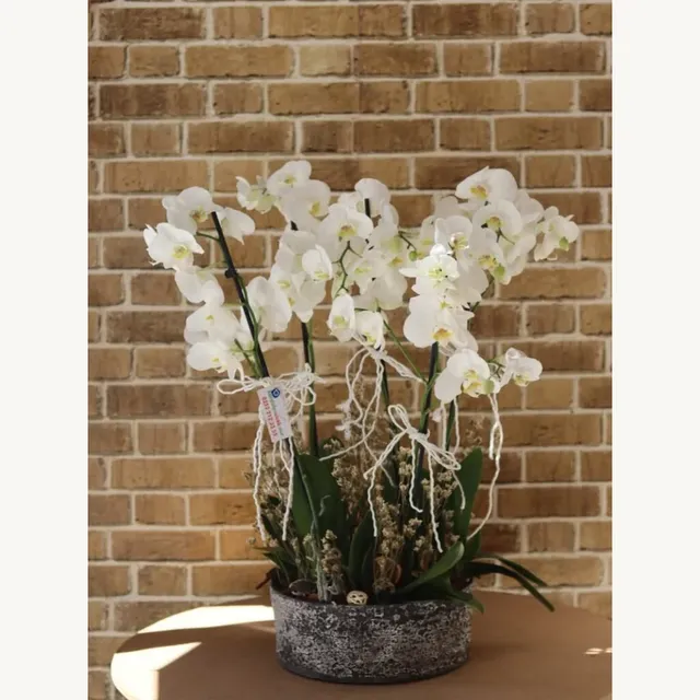 4 Dal Beyaz Orkide